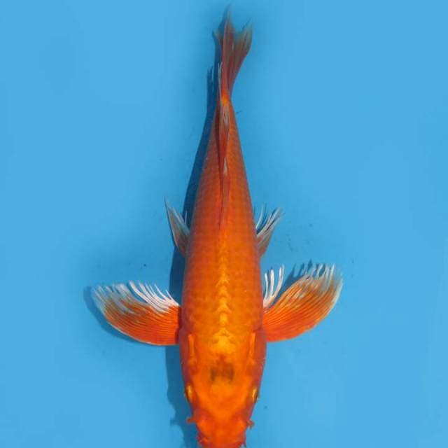 35cm , Kumpay Orenji