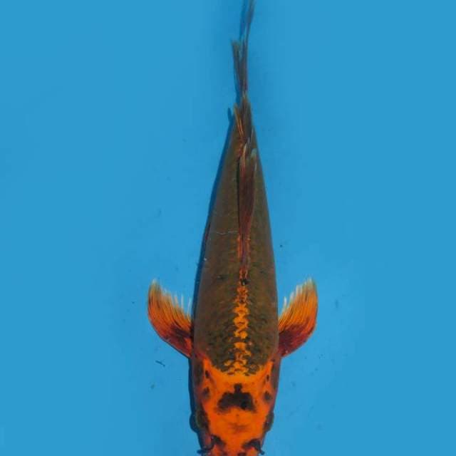 35cm , Kumpay Antik