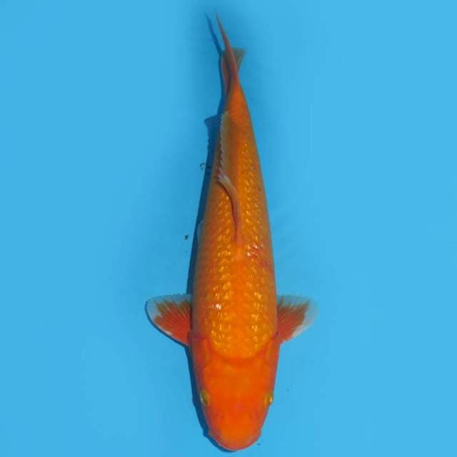 35cm ,, Aka Hajiro Ginrin