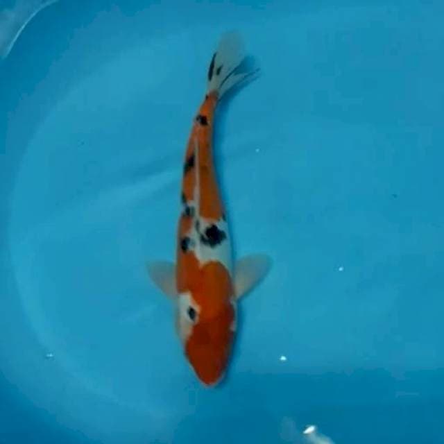 Sanke doitsu