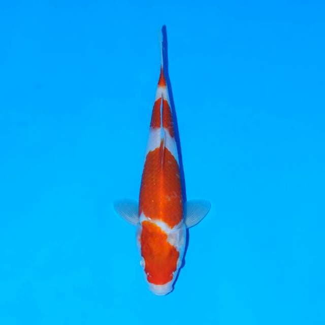 Kohaku 4 step