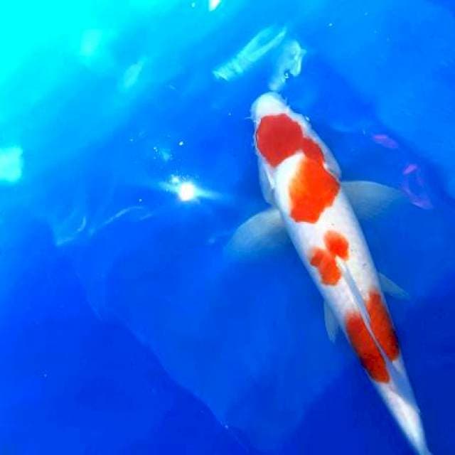 Kohaku 30cm step ori