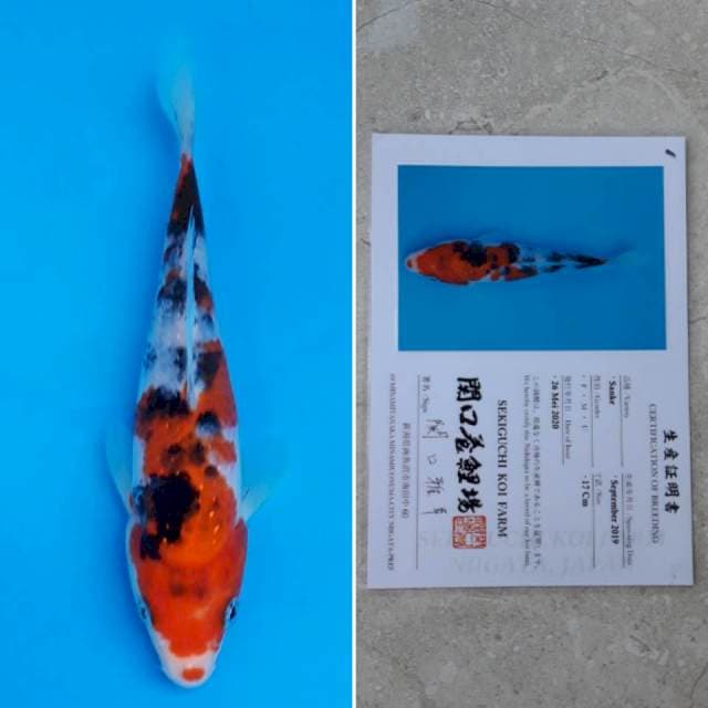 Sekiguchi sanke 18cm sertifikat