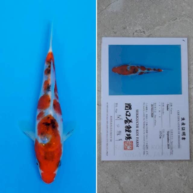 Sekiguchi sanke 18cm sertifikat