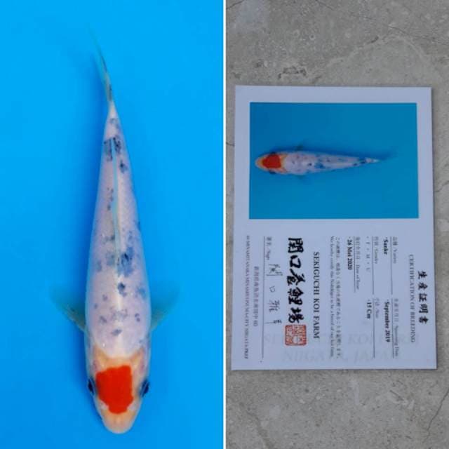 Sekiguchi tancho sanke 16cm sertifikat