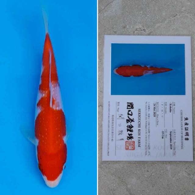 Sekiguchi kohaku 16cm sertifikat