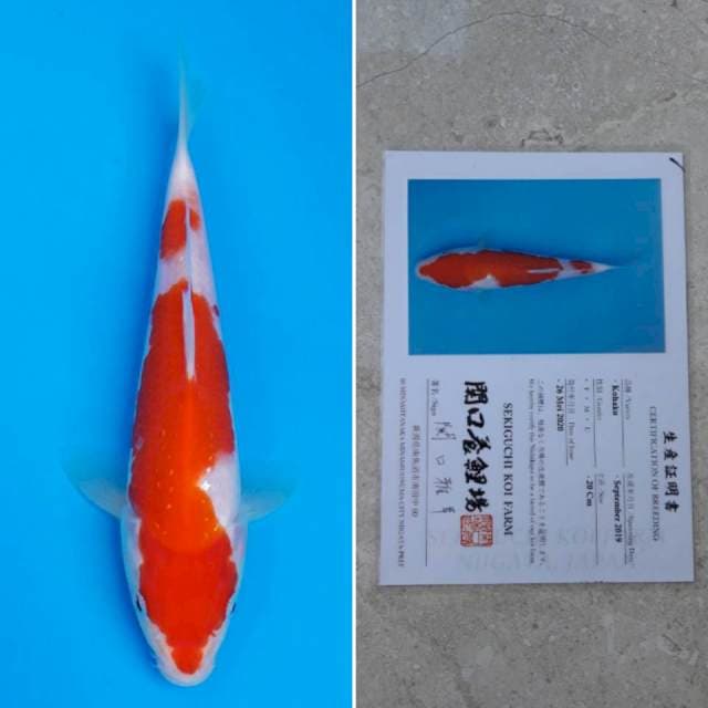 Sekiguchi kohaku 21cm sertifikat