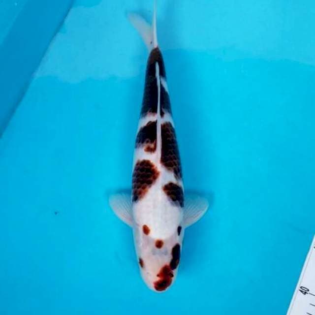 GOROMO 35 CM MALE