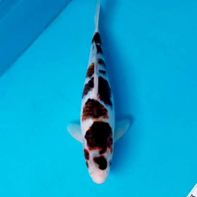 GOROMO 33 CM FEMALE