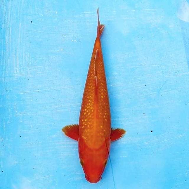 Benigoi Tembus 28cm