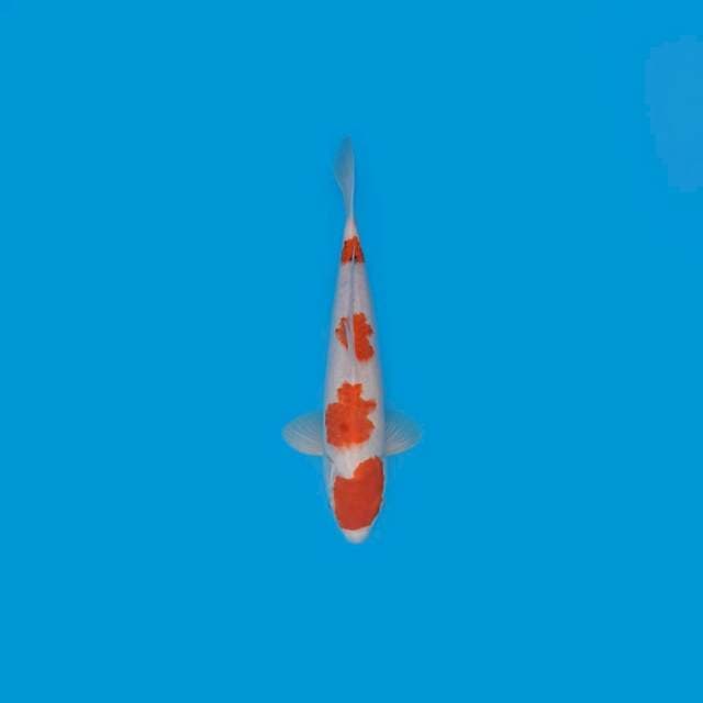 KOHAKU 4 STEP 31 CM