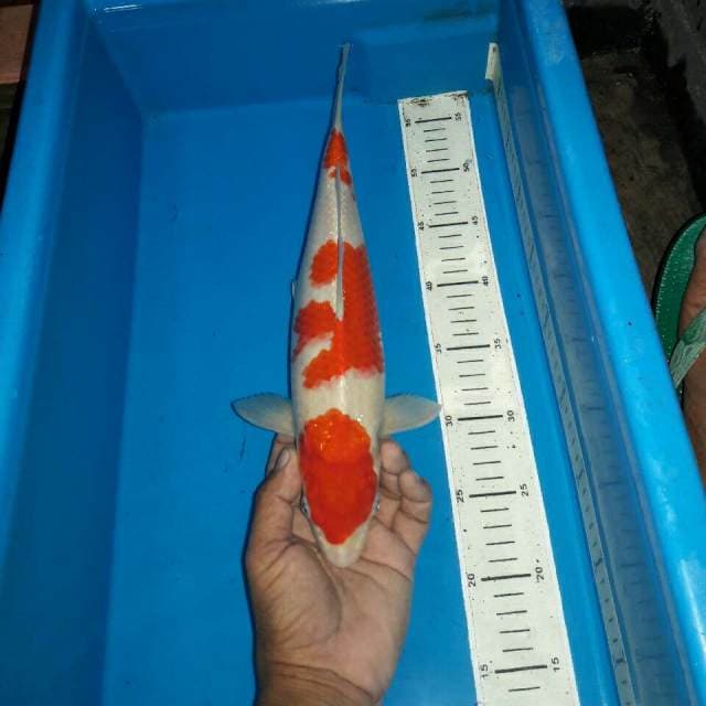 Kohaku