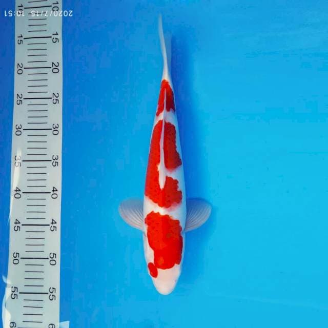 RIN 1 - KOHAKU 3 STEPS ®