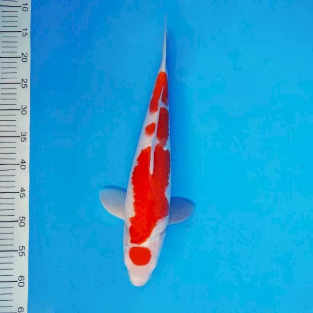RIN 5 - MARUTEN KOHAKU ®