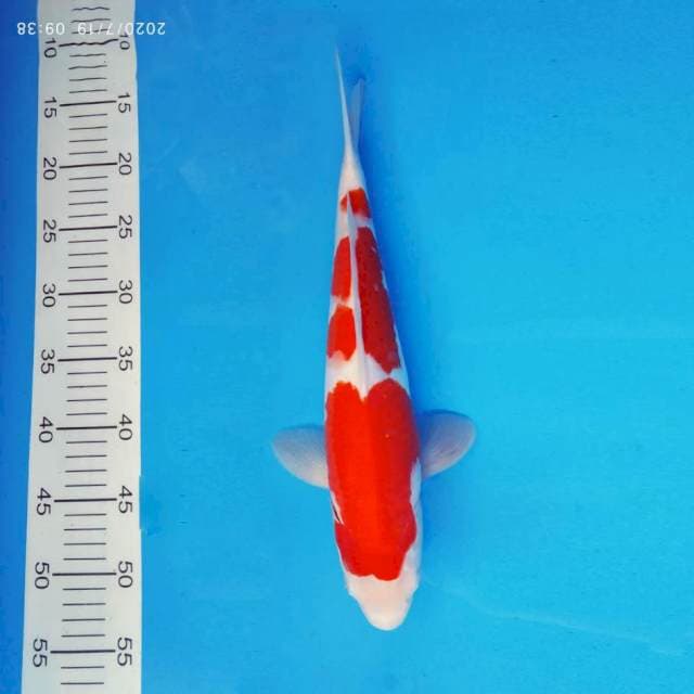RIN 8 - KOHAKU ®