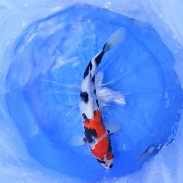 Showa sansoku 32cm male