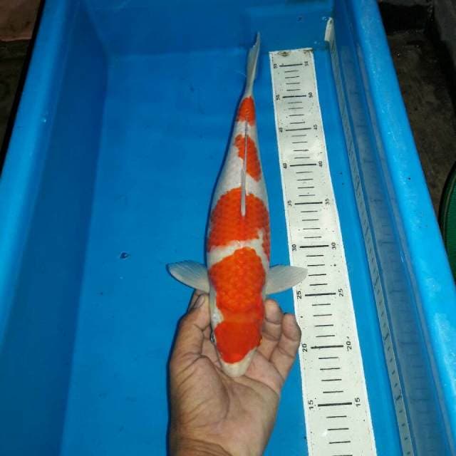 Kohaku
