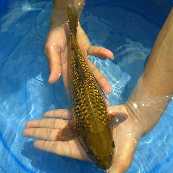 Cagoi ginrin 27 cm