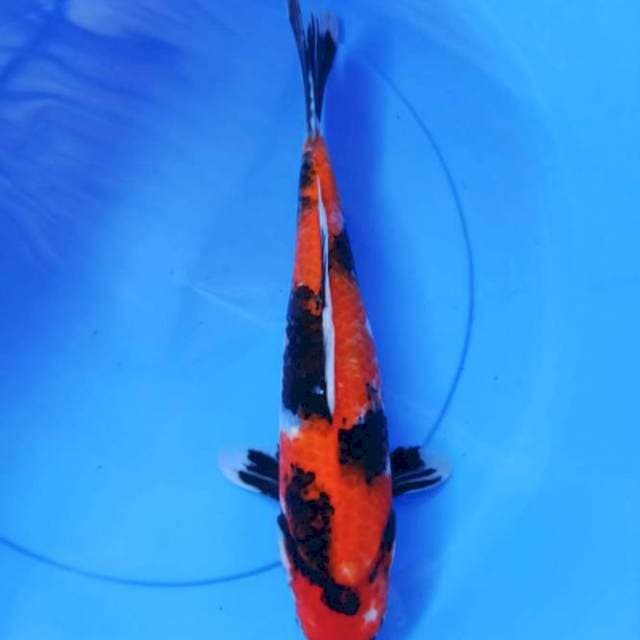 hi showa 38cm