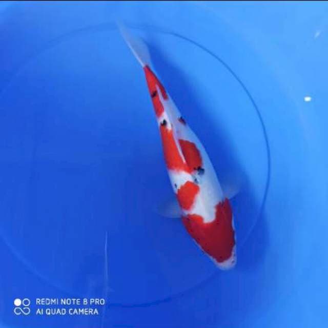 sanke 35cm