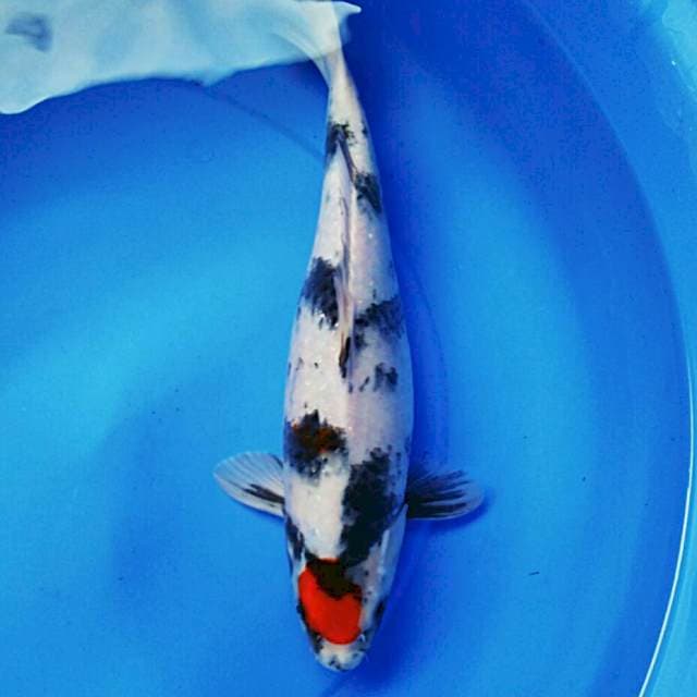 Tancho showa 41cm