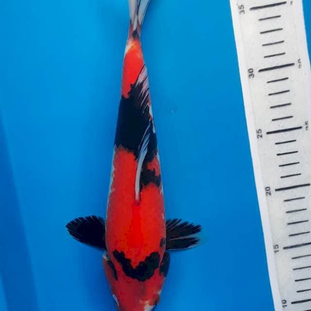Showa 30cm