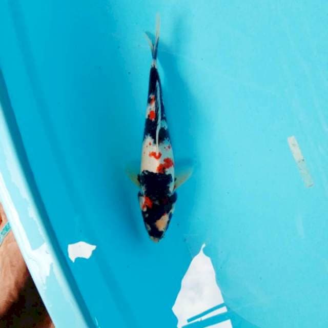 Showa, 27cm, Male