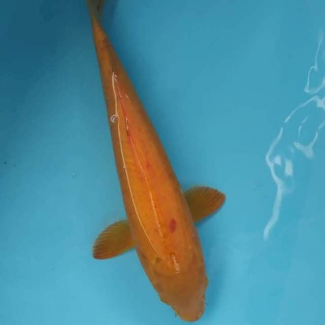 Karasi