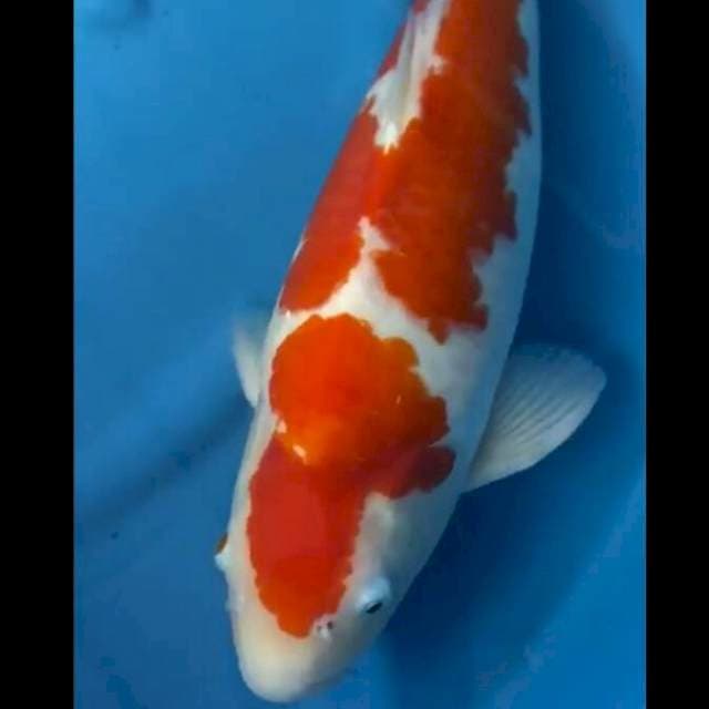 Kohaku marusei 50cm up