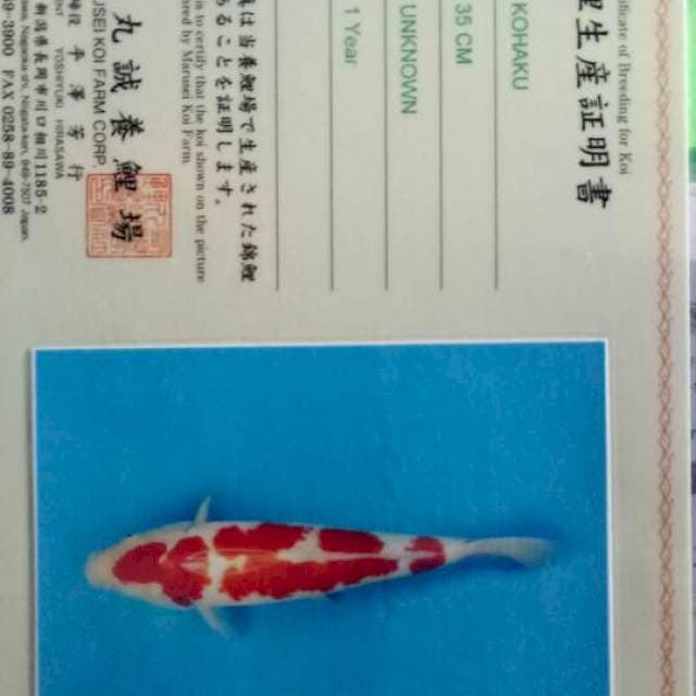 Kohaku marusei 50cm up
