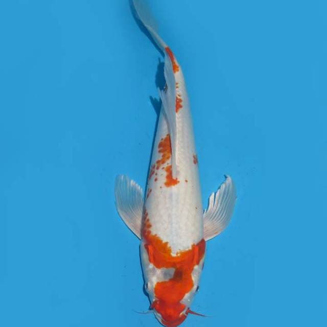34cm , Kumpay Antik