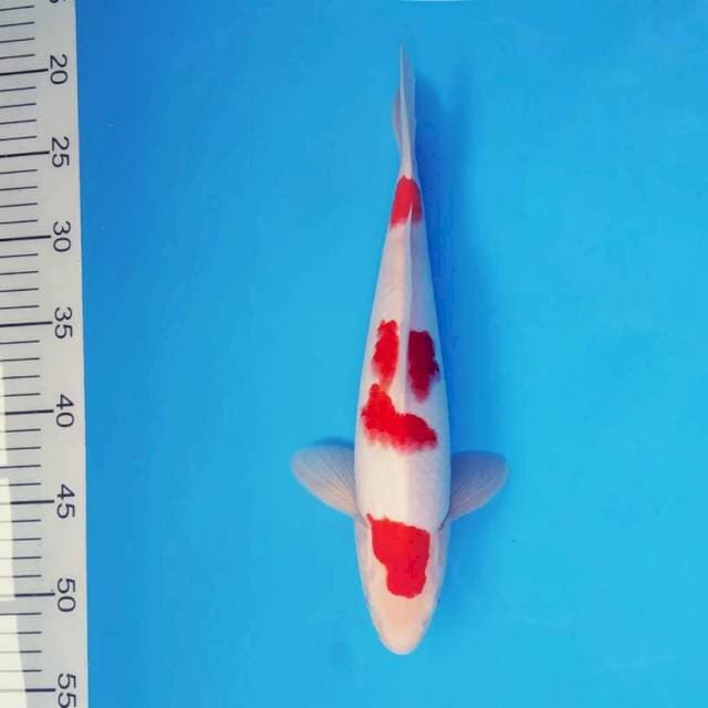 RIN 16 - KOHAKU 3 STEPS ®