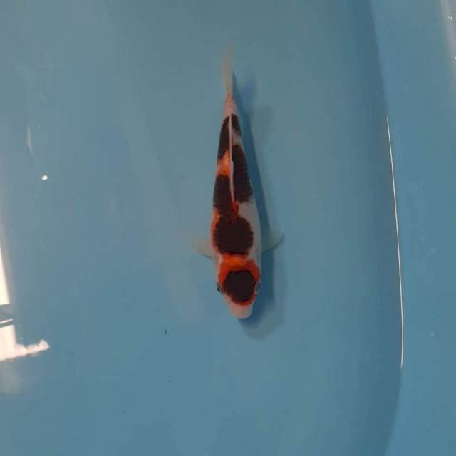 Goromo 18cm