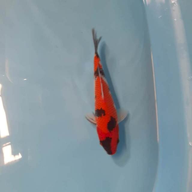 Showa 20cm