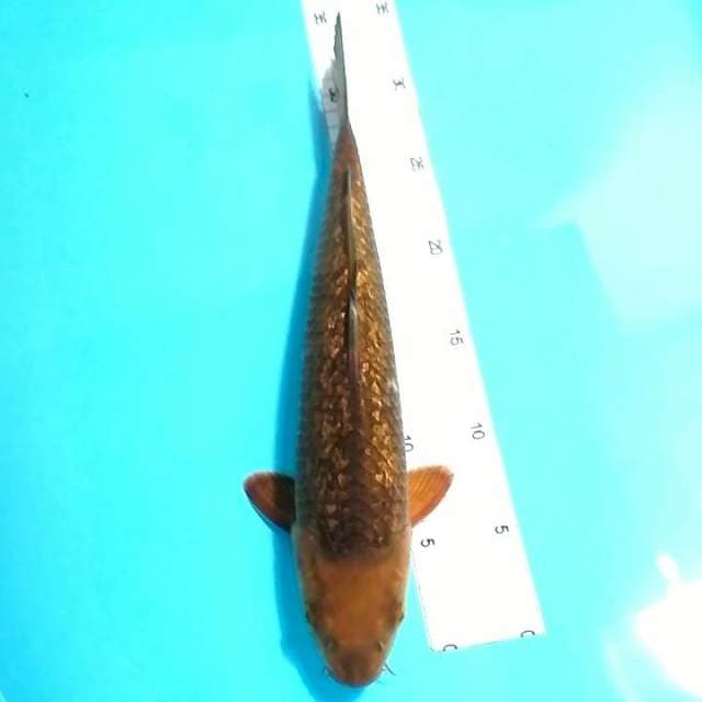 Chagoi 33cm