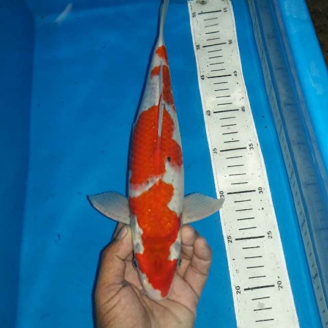 Red male goshiki