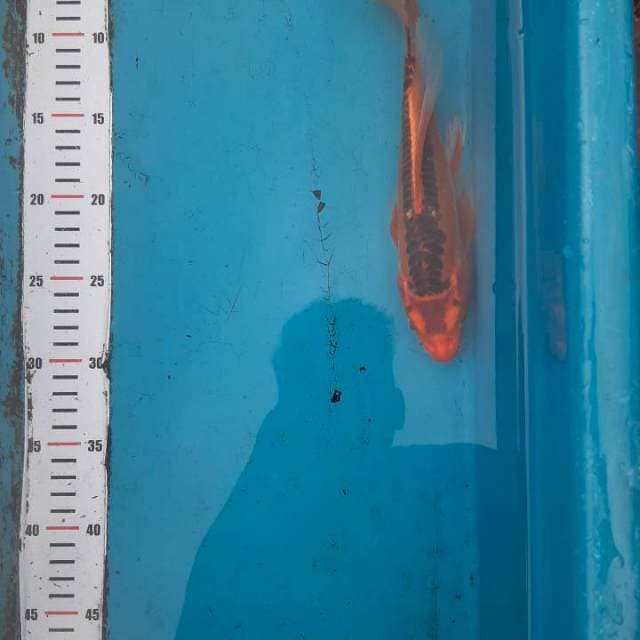 LELE ZUO 25CM