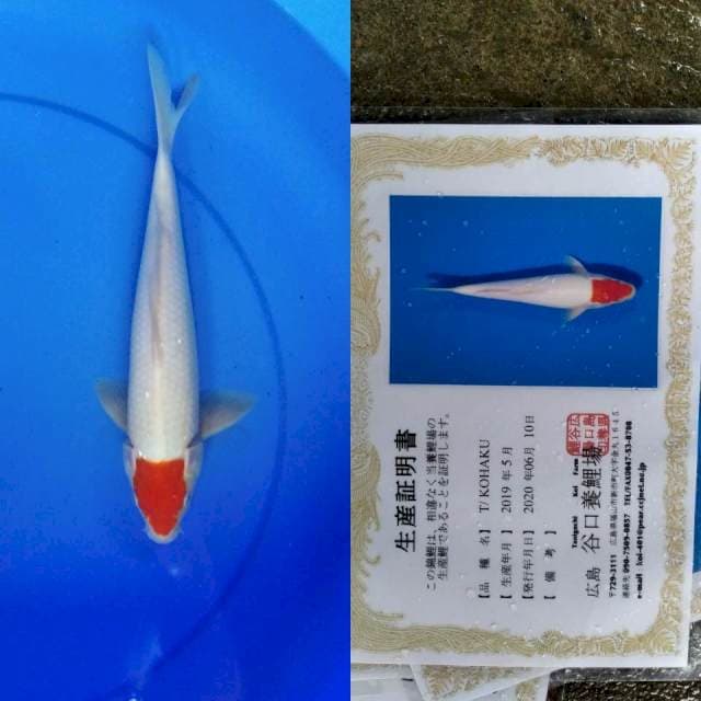 Tancho taniguchi serti