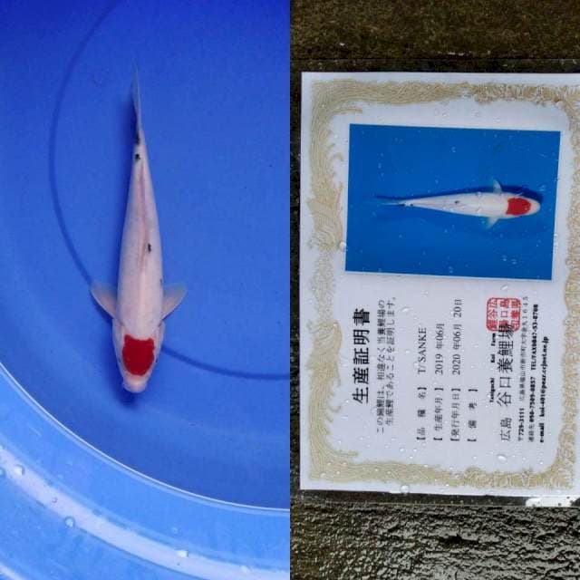 Tancho sanke taniguchi serti