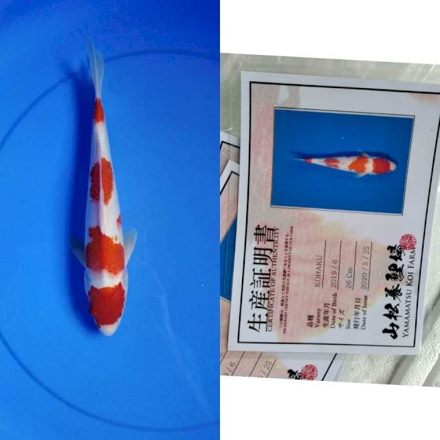 Kohaku yamamatsu serti