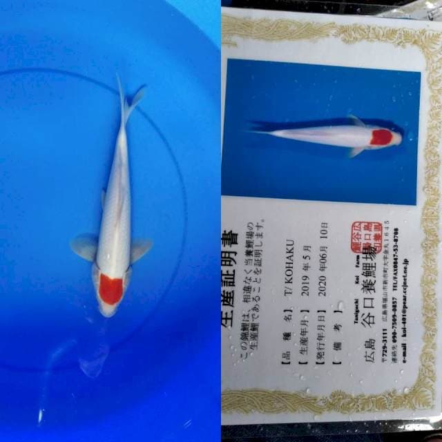 Tancho taniguchi serti