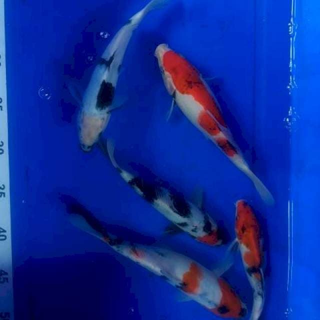 Koi mix 5 ekor sz 21-24