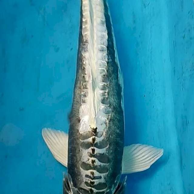 Kabuto