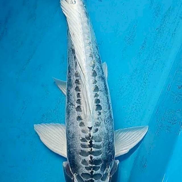 Kabuto