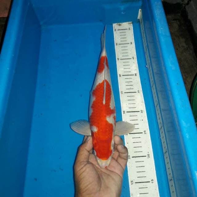 Kohaku male bakat jumbo