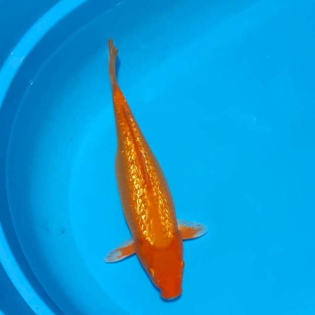 Orenji gindrin full 34cm