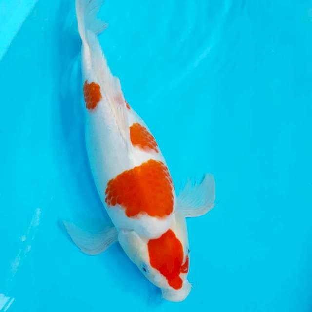 Kumpay kohaku 42cm induk siap pijah