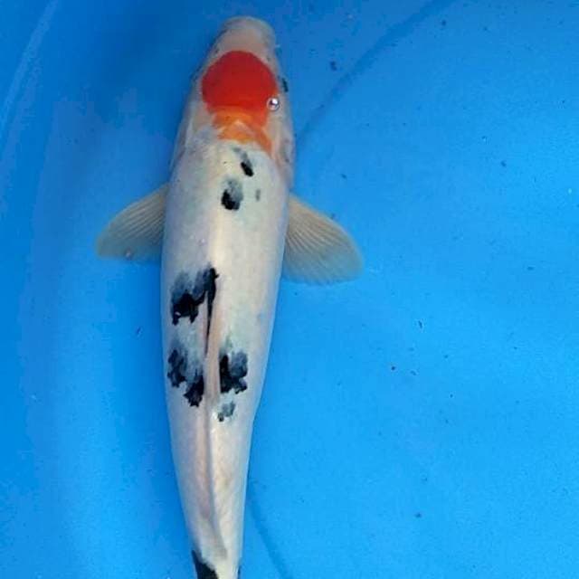 Tanco sanke 30 cm