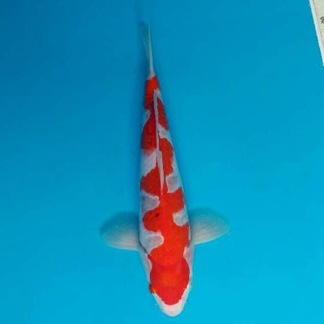Khohaku inazuma 29 cm