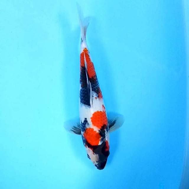 6. Showa || 35 cm